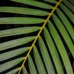 top 5 Benefits of Using Bagasse and Palm Leaf Tableware
