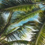 top 5 Benefits of Using Bagasse and Palm Leaf Tableware