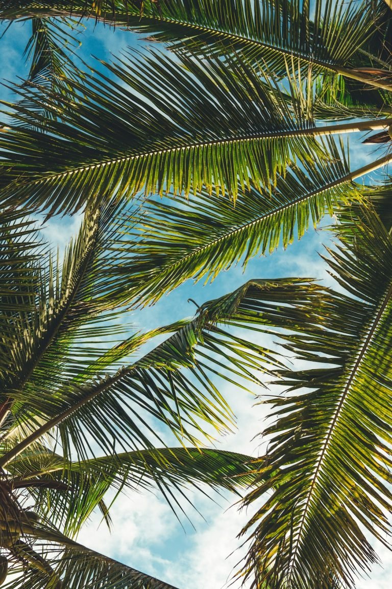 top 5 Benefits of Using Bagasse and Palm Leaf Tableware